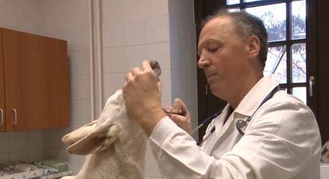 Több kutya is elpusztult már idén diómérgezésben