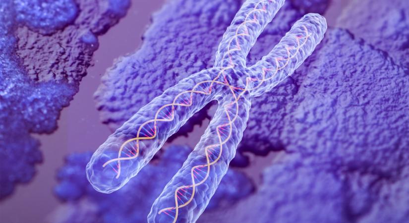 Óriási felfedezés: a telomerek jelzőfehérjéi figyelmeztethetnek a rákra