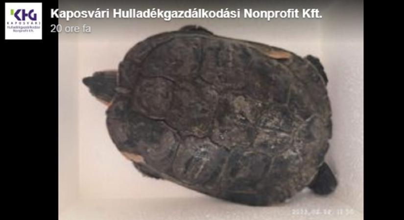 Elpusztult a teknős, akit élve dobott a kukába a gazdája