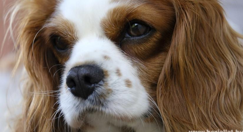 5 kutyafajta, amiből lelki támogató kutyát lehet nevelni