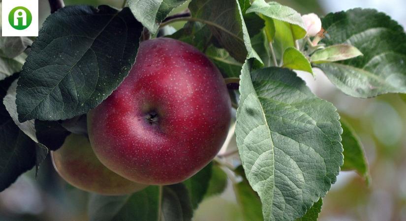Ez az almafajta a 40 C fok feletti, nyári hőséget is bírja