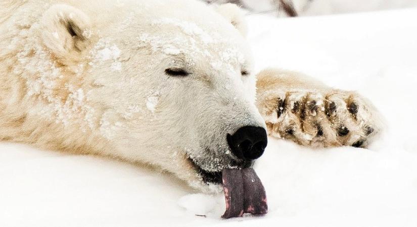 Ennek a jegesmedvének még a hóban is melege van, a nyelvét kinyújtva próbál hűsölni