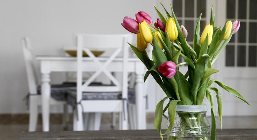 Ezzel az egyszerű otthoni gyógymóddal újra feléled a lekókadt tulipánod (videó)