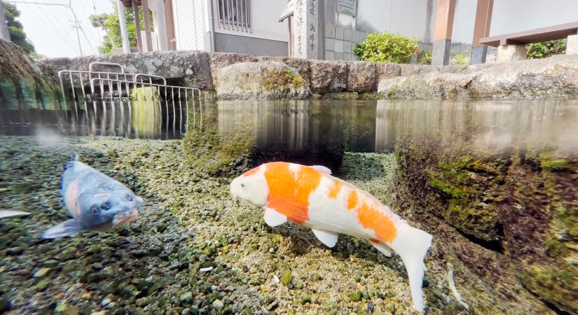 Japánban olyan tiszta a városi csatornarendszer, hogy halak úszkálnak benne
