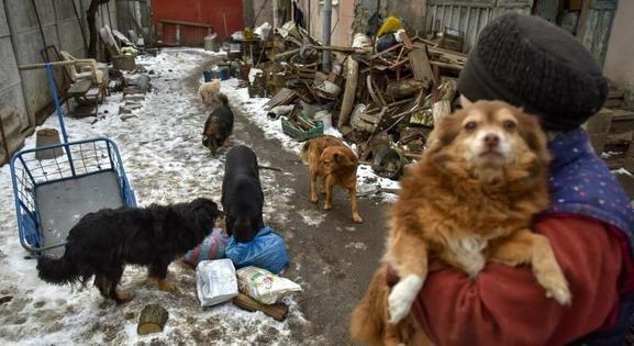 Önkéntesek gondozzák az elhagyott háziállatokat Ukrajnában a front közelében