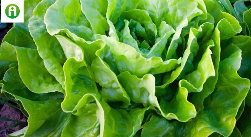 A fejes saláta élettani betegségei és fejlődési rendellenességei – így előzd meg!