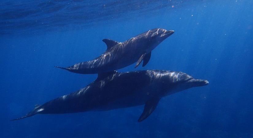 Rekordszámú delfin pusztult el a halászat miatt