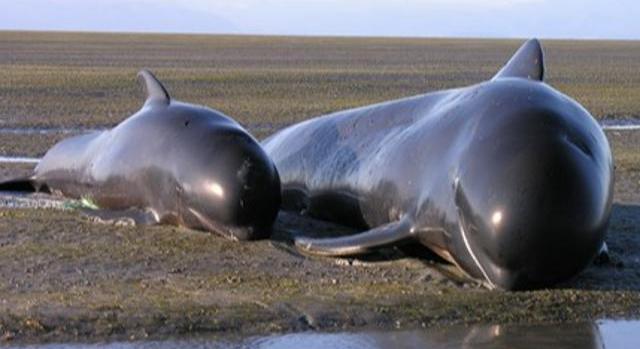 Ezért pusztulnak a delfinek a francia partoknál