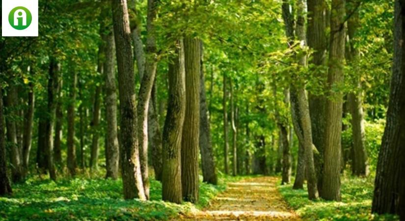 Génmódosított fák fogják megoldani a klímaváltozás problémáját?
