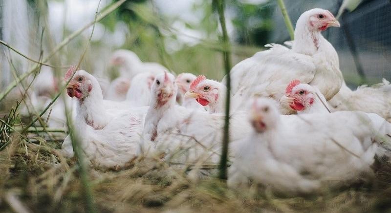 Agrárkamara: a csirke- és a tojástermelést is ellehetetlenítené az új uniós javaslat