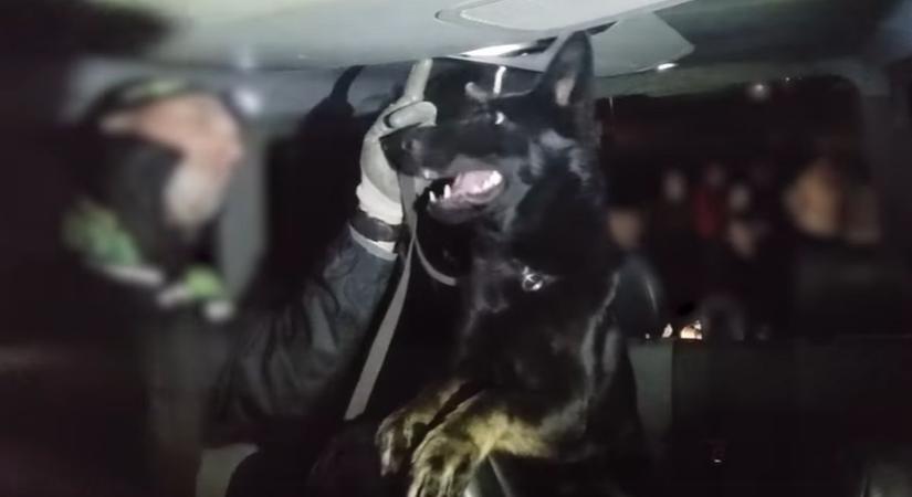 Videón a milliós NAV-fogás: szagot fogott Gucci kutya az M1-esen