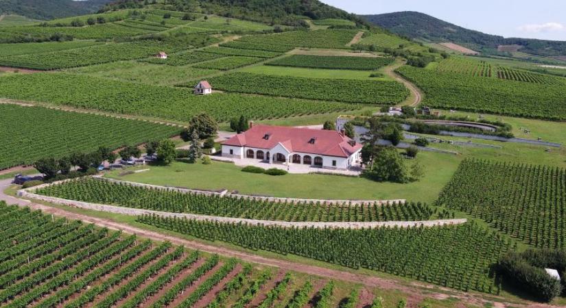 Tiborcz István cége Tokaj-Hegyalján vett borházat
