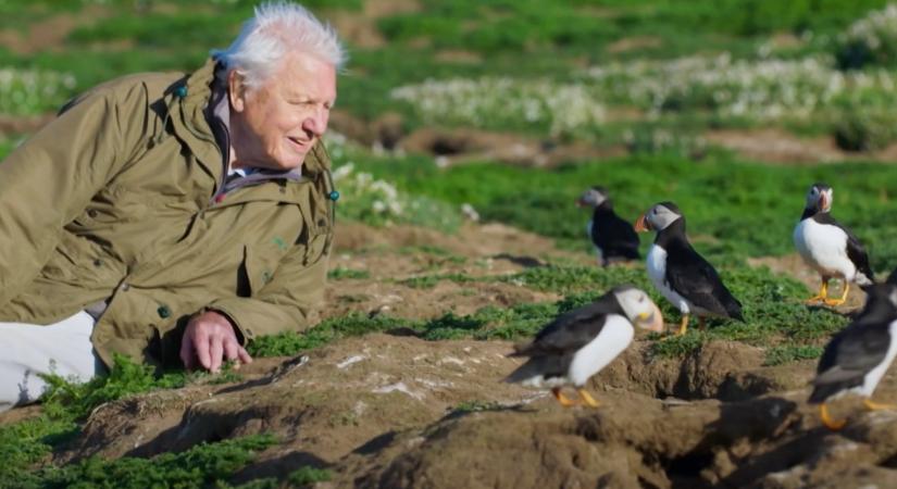 David Attenborough valószínűleg új sorozatában szerepel utoljára a képernyőn