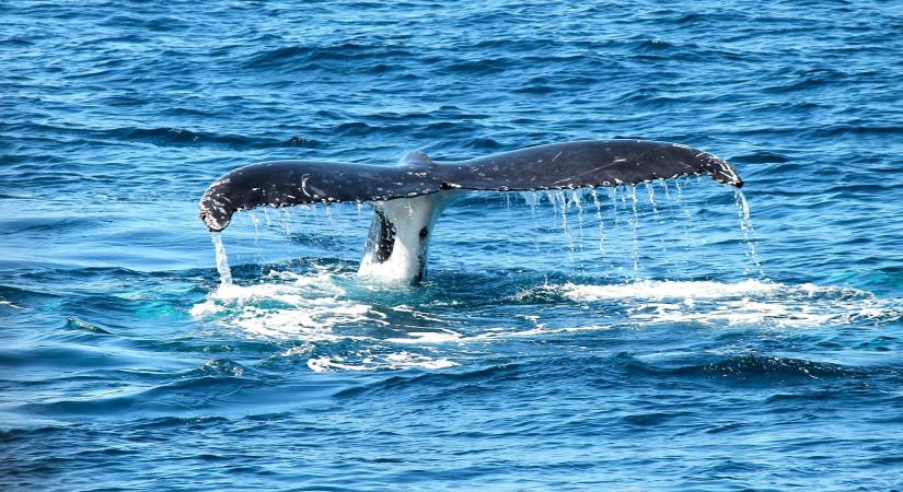 Mennyit ér egy élő bálna a klímaváltozás elleni küzdelemben?