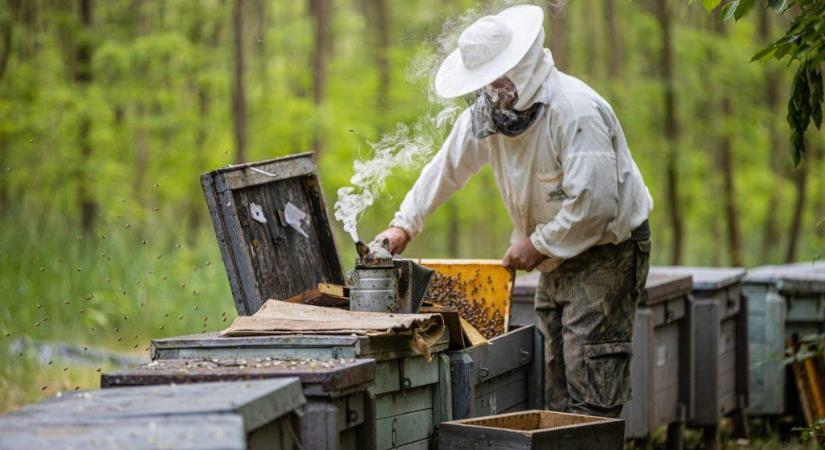 Egyre nehezebb a méhészek sorsa