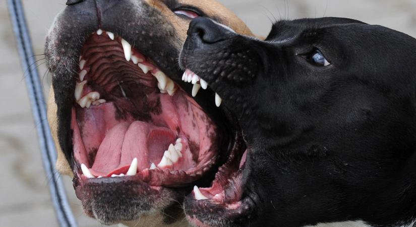 Pitbulltól rettegnek egy budapesti panelház lakói