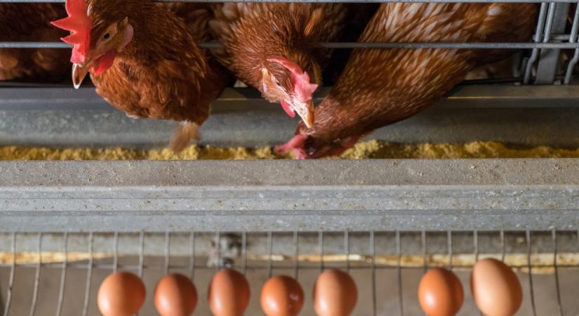 Háborognak a magyar tenyésztők: lehetetlen vár az EU, jöhet az újabb tojásdrágulás?
