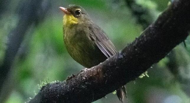 Egy olyan madarat fedeztek fel Madagaszkáron, ami félő volt, hogy kihalt