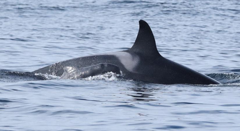 Szenzációs felvételek egy rivális delfinfaj elárvult borját terelgető nőstény orkáról