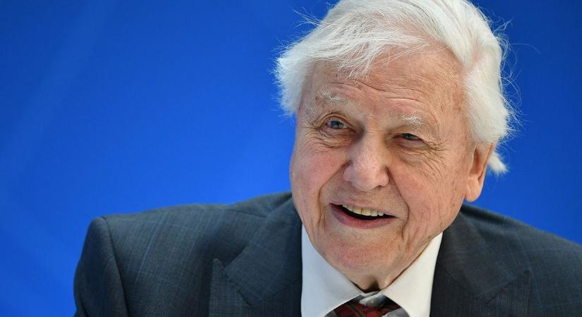 Még egy utolsó természetfilmmel elköszön a 96 éves David Attenborough