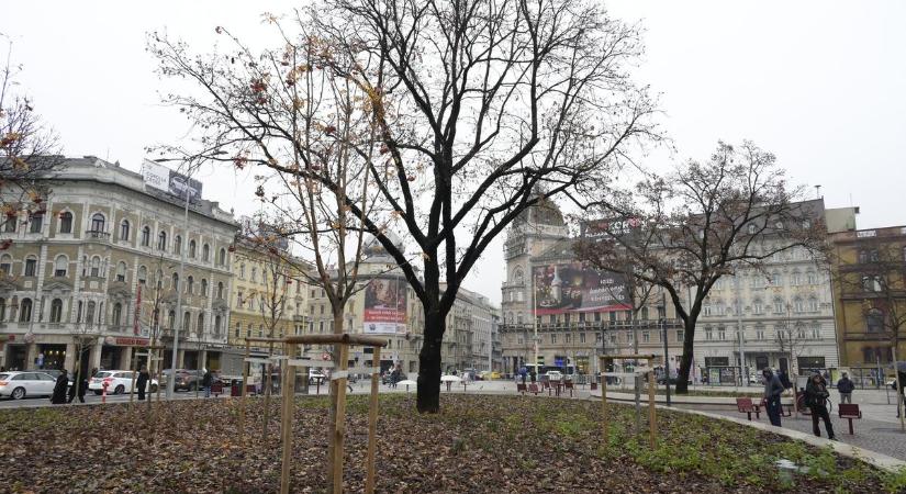 Vandálok rongáltak a felújított Blaha Lujza téren: kettétörtek egy fiatal fát – fotó
