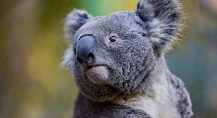 Egy dühös koala beviharzott egy benzinkútra, és rámászott az egyik dolgozó lábára: videó készült a hihetetlen esetről