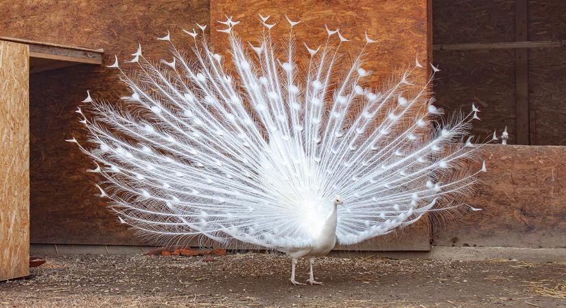 200 különleges madarat láthatunk a Festetics-kastély Madárparkjában