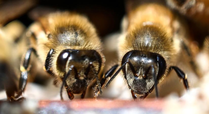 A méhek, akárcsak az első pilóták, lineáris tájelemek követésével tájékozódnak