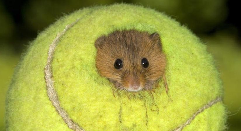 Teniszlabdákból készítenek új otthont az egereknek!