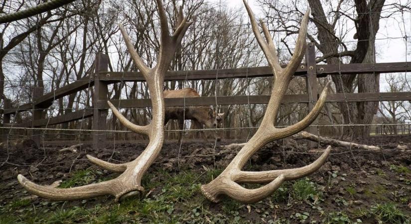 Eddigi legnagyobb agancsát vetette le a nemzeti park szarvasa