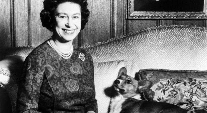 Kiállítás nyílik Londonban II. Erzsébet híres kutyáiról