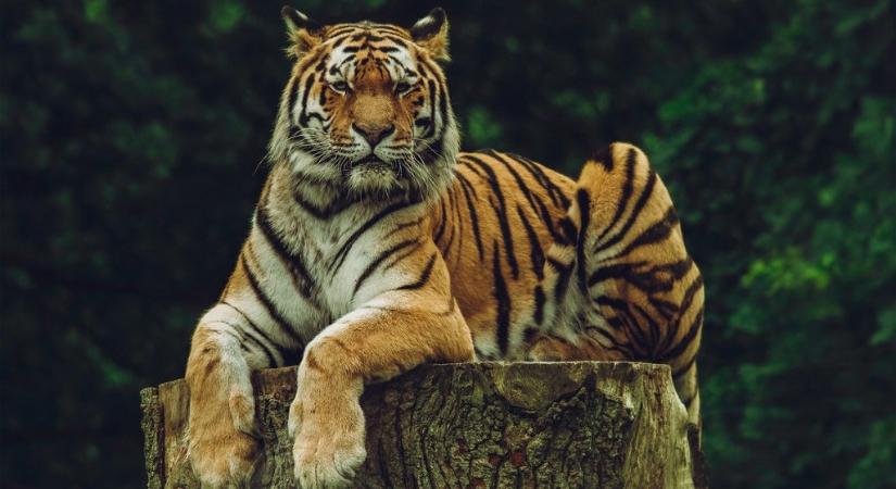 Nemzeti parkban gyilkoltak tigriseket thai orvvadászok, évekre börtönbe kerülnek
