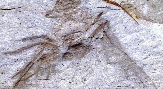 Ősi óriáshangyát találtak Kanadában