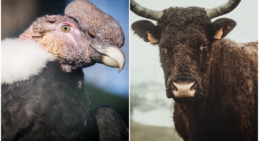 Hiába próbálják betiltani az állatvédők a kegyetlen, szimbolikus harcot a kondorkeselyű és a bika között