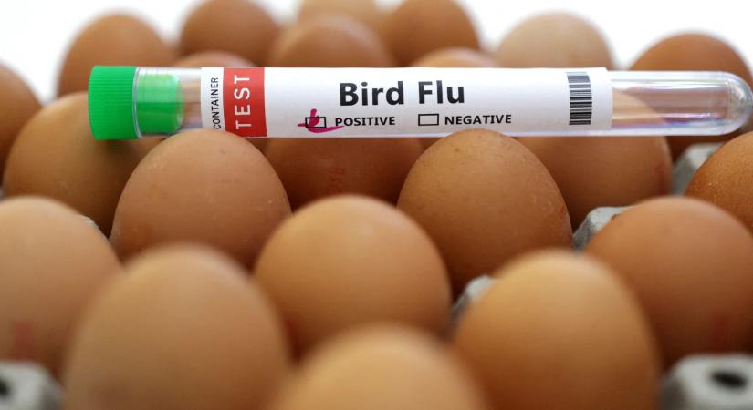 Két ember is megfertőződött a madárinfluenza új törzsével Kambodzsában