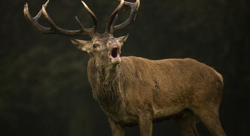 Ha valaki esetleg még nem tudná – Engedély nélkül tilos agancsot gyűjteni
