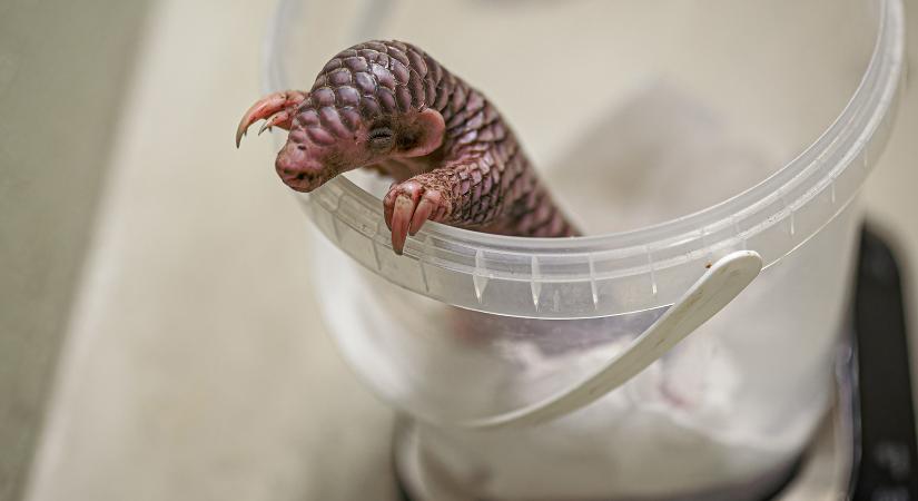 Szépen gyarapodik a prágai állatkert tobzoska babája