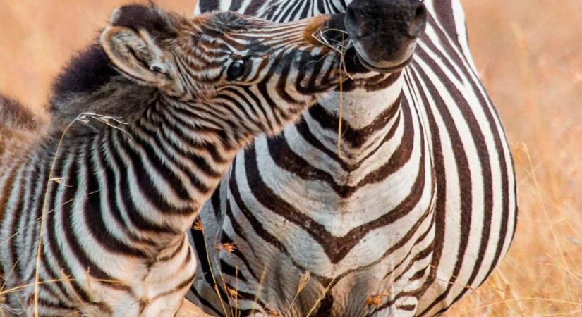 Új magyarázat a zebracsíkok szerepére
