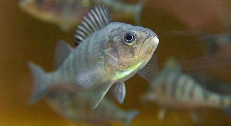Génmódosított halak miatt szabott ki milliós bírságot a Nébih