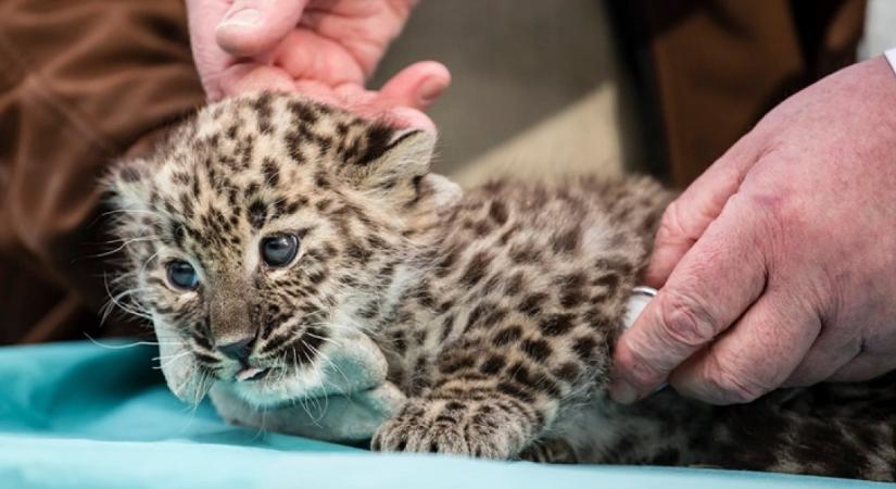 Egy szempillantás alatt rabul ejtett mindenkit: perzsa leopárd született a Miskolci Állatkertben - Fotók
