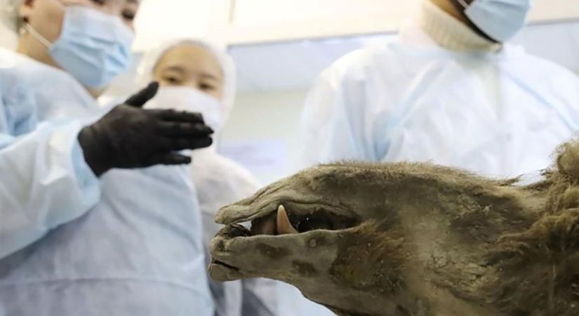Barna medve volt a barlanginak hitt szibériai mumifikálódott maradvány