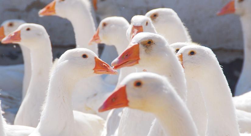 Békés vármegyét is újra elérte a madárinfluenza