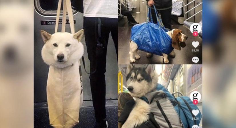 Miért utaznak IKEA-s szatyrokban a New York-i kutyák a metrón?