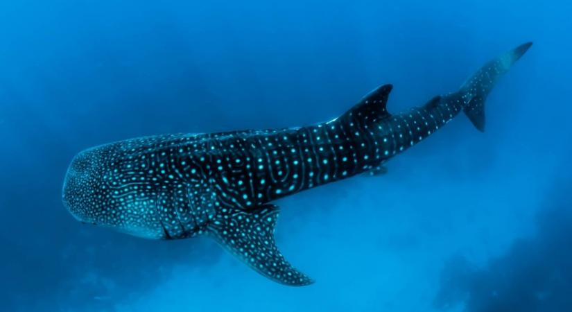 Felbukkant a Földközi-tengeren a világ legnagyobb cápája - videó