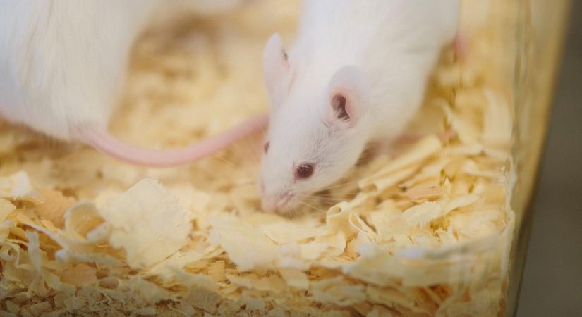Japán kutatók kétapás egereket szerkesztettek