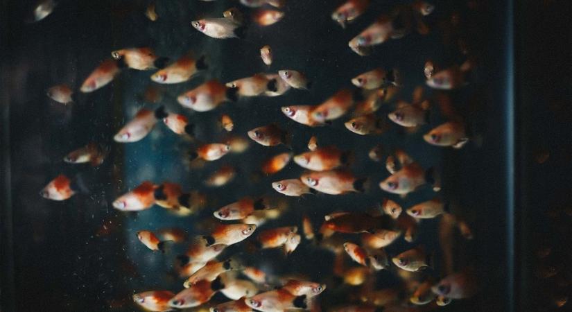 Génmódosított halakat talált a Nébih, milliós bírságot kaphatnak az érintettek