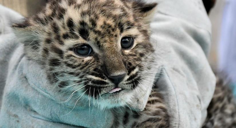 Bemutatta a januárban született perzsa leopárdkölyköt a Miskolci Állatkert