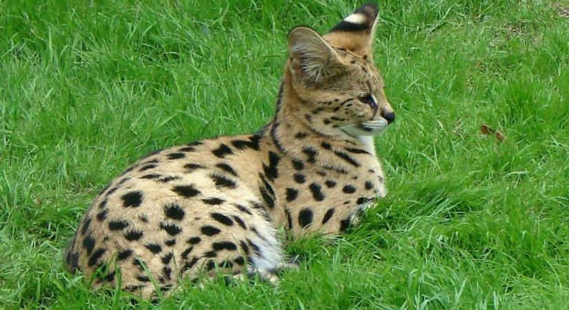 Új életet kezd a megszökött kokainista macska a cincinnati állatkertben – Fotó