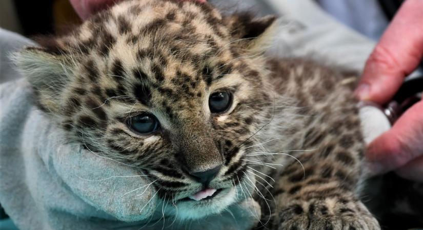 Perzsa leopárd született a Miskolci Állatkertben
