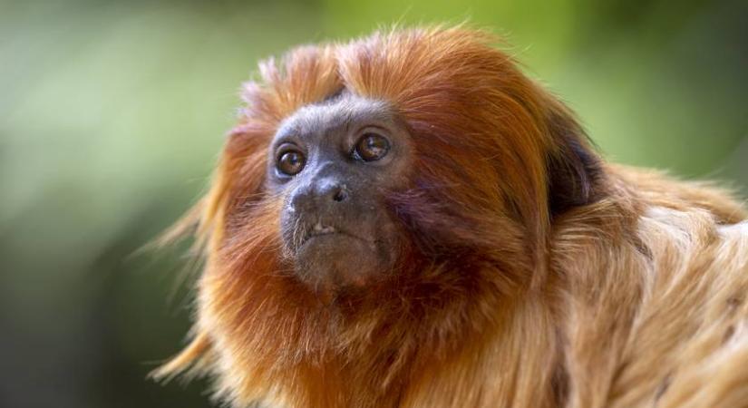 Most te is segíthetsz elnevezni a Fővárosi Állatkert cuki majmait: már csak néhány napig lehet szavazni